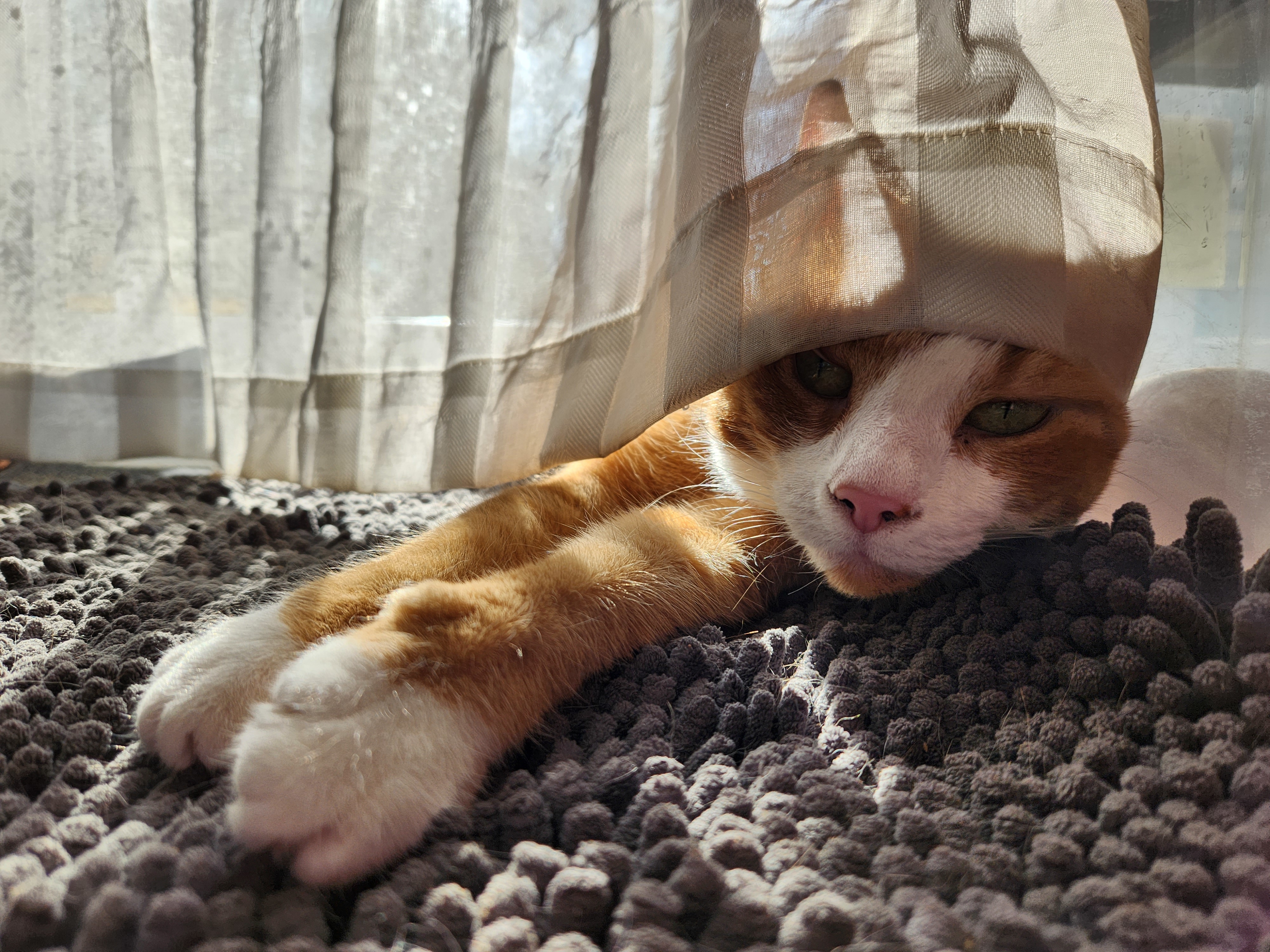 A placeholder photo of my dear departed cat, Special Agent Dana Scully, FBI.